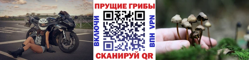 Купить закладки  Шатура  Псилоцибиновые грибы Psilocybine cubensis 